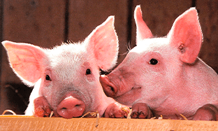 Alternativas Terapéuticas Sinérgicas